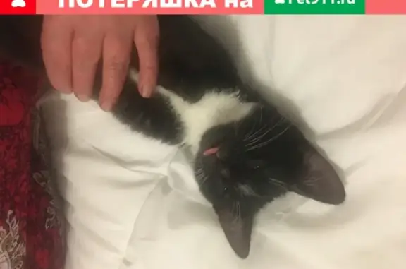 Пропала кошка Котик в Рылеево, Московская область