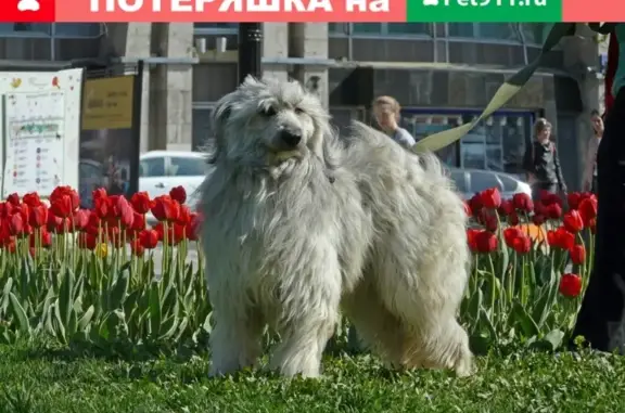 Собаки потеряшки, Москва, фото: Потеряшка собака в Москве, Путевой проезд 40к1