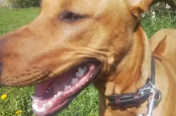 Пропала собака Риджбек метис с белыми пятнами в Коломенском парке