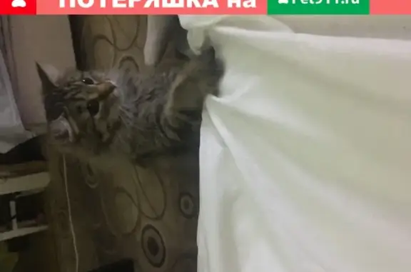 Пропала кошка Соня, Новосибирск, ул. 9-й Гвардейской Дивизии, 21