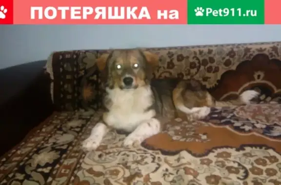 Пропала собака Кобель в Новоалтайске: Смоки, возраст 3 года, окрас как на фото.