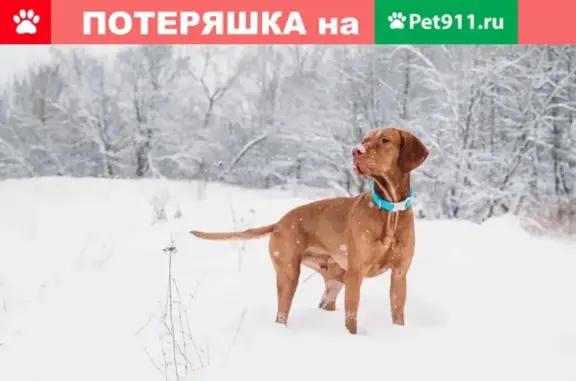 Собаки потеряшки, Москва, фото: Потеряшка собака в Московской области, вознаграждение!