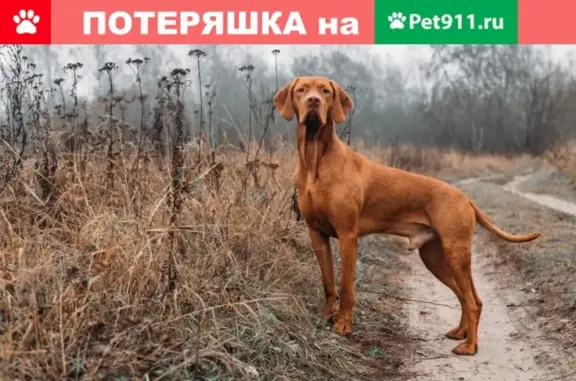 Собаки потеряшки, Москва, фото: Потеряшка собака в Москве, венгерская выжла Кобель рыжего окраса