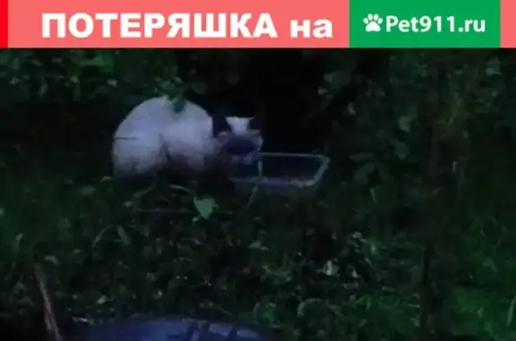 Найдена кошка на пр. маршала Жукова, 12к1