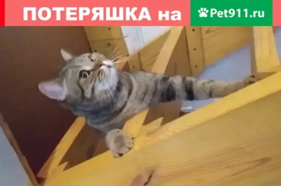 Пропала кошка Тайгер, СНТ Железнодорожник, Саратовская область