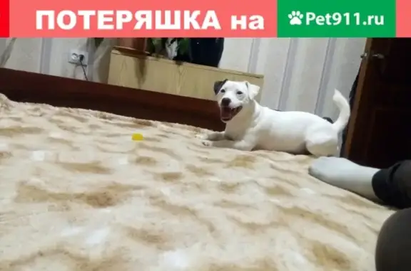Пропала собака Зольд в Новомичуринске, Рязанская область