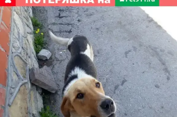 Найдена худая собака в Шигонах, Сызрань