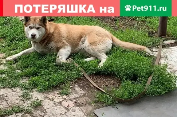 Найдена добрая собака на ул. Калинина, Ростов-на-Дону