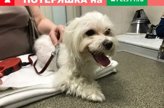 Собака найдена в Санкт-Петербурге, район «Балтийской Жемчужины»