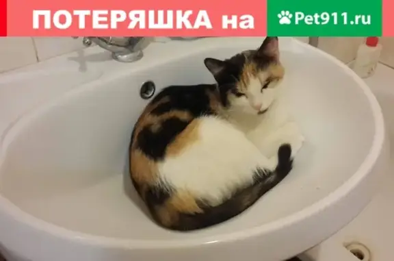 Кошки потеряшки, Тамбов, фото: Потеряшка трехцветная кошка на ул. Мичуринской, д. 195.