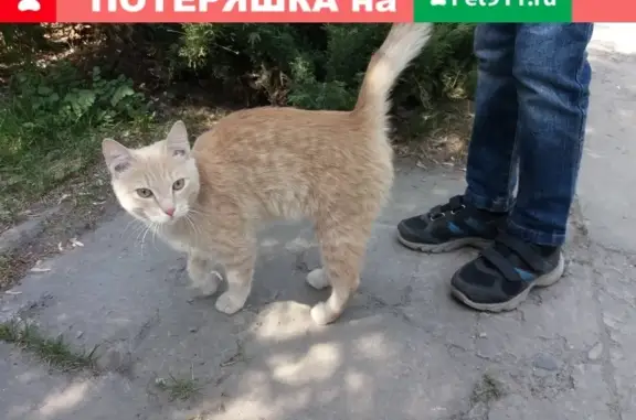 Найдена кошка возле детского центра на Затулинке в Новосибирске