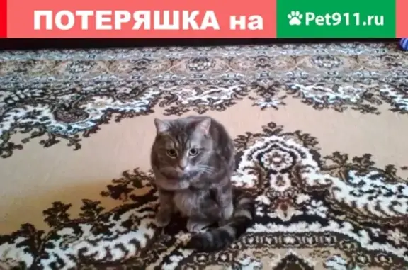 Пропал кот Марсик на ул. Октябрьская, г. Железноводск, дом 94