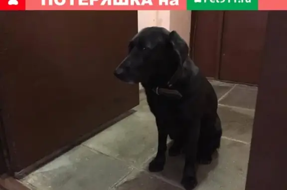 Собака найдена на 3-й Крестьянской, Мытищи.