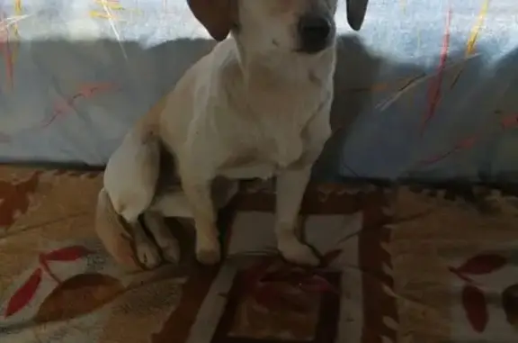 Найдена светлая собака в Хабаровске