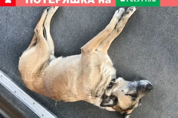 Собака на Родионова 22 в Нижнем Новгороде