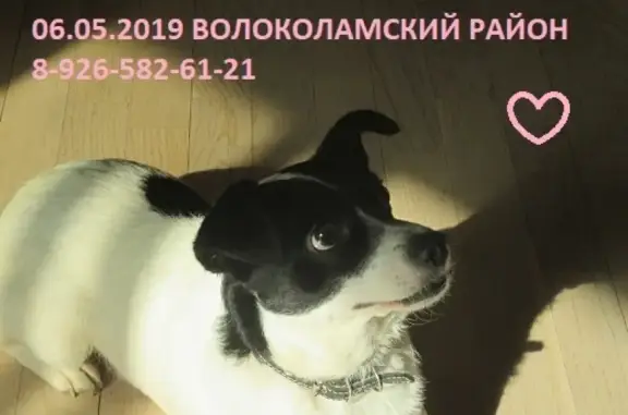 Пропала маленькая собака в МО, Волоколамский район