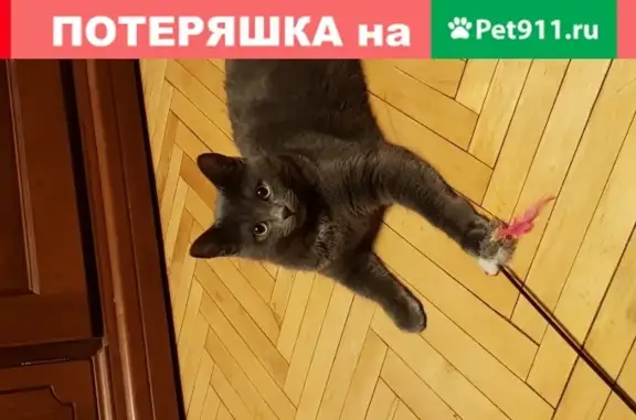 Кошки потеряшки, Москва, фото: Потеряшка кошка на Мурановской, 19