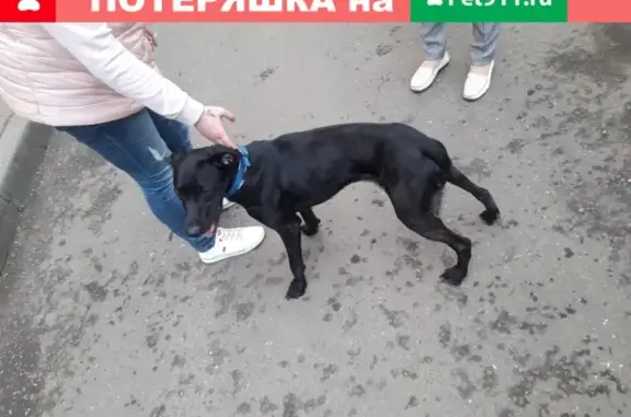 Найдена собака, Москва, фото: Найдена собака в Косино-Ухтомском районе, ул. Большая Косинская, 12