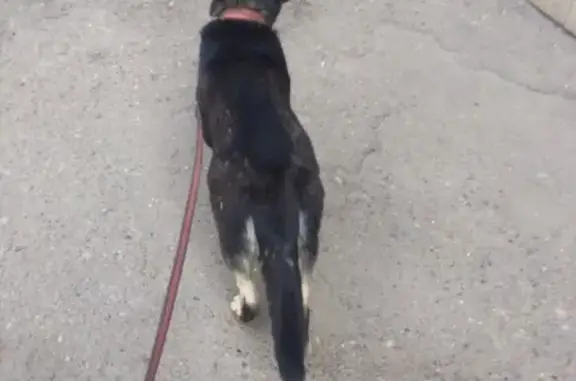 Найдена собака в районе 18 школы, Казань