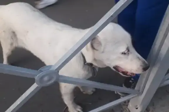 Найдена собака на улице Искра, д.9, Казань