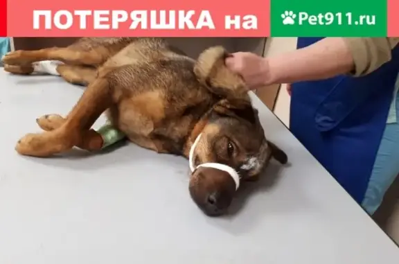 Найдена собака на улице 800-летия Москвы.