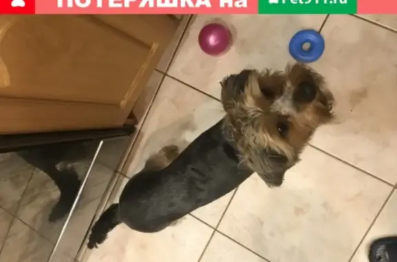 Собака найдена в Чехове