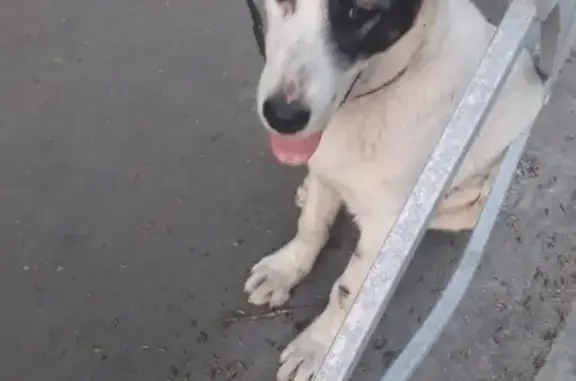 Найдена собака на ул. Искра в Казани