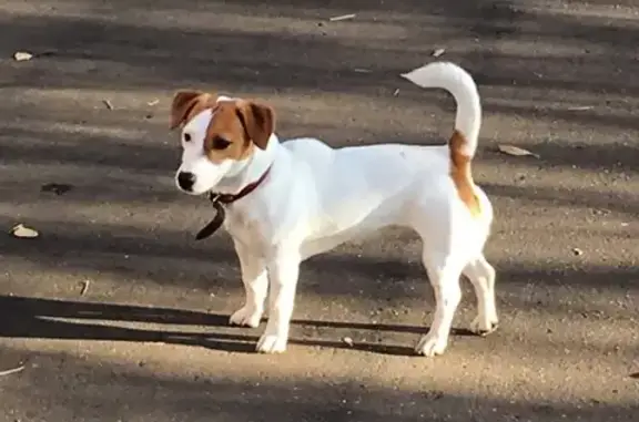 Пропала собака Бэйли в районе парка Шереметев, Иваново