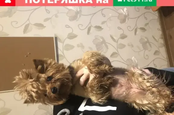 Найденные животные Москва, фото: Найден йорк в Царицыно, Москва