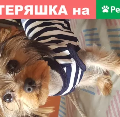 Собаки потеряшки, Москва, фото: Потеряшка собака Йокширский терьер в Москве, район Нижнего Царицынского пруда.