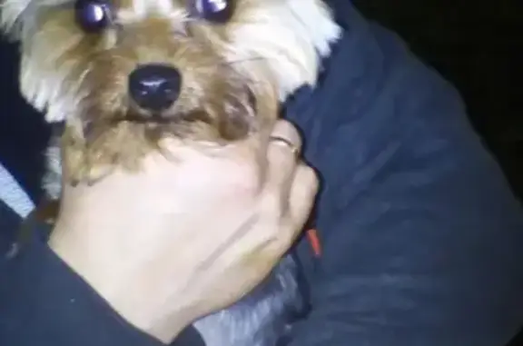 Найденные животные Москва, фото: Найден кобель йорк.терьера на ул. Таймырская, Москва