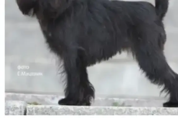 Пропала собака Чаки в Приозерском районе