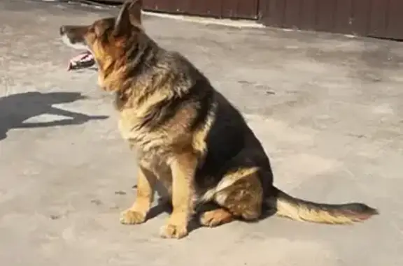 Найден крупный пёс в Щёлково