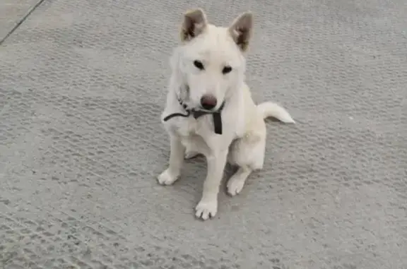 Найден щенок с ошейником в Росинке, Томская обл.