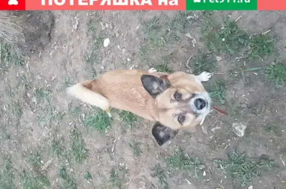 Собаки потеряшки, Москва, фото: Потеряшка собака на Алтуфьевском шоссе (д18)