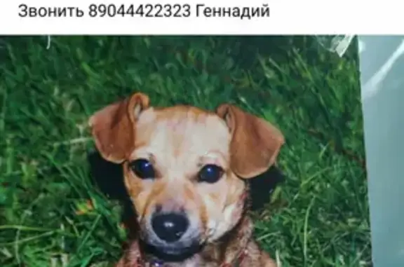 Пропала собака Бася на Добролюбовском переулке (Ростовская область)