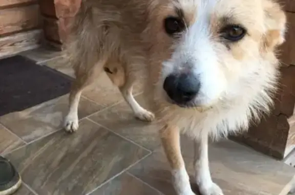 Найдена собака в деревне Русский Вожой, ищет хозяев