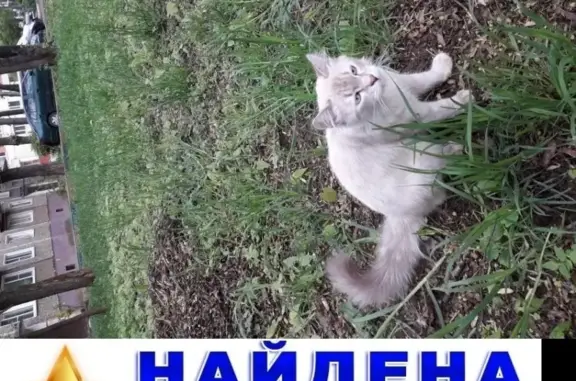 Потерялся котик на ул. Готвальда, Подольск
