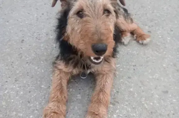 Собака на промрынке в Ульяновске, РФ