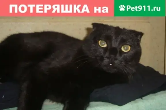 Пропала черная кошка в Саратове, 1-й Пролетарский посёлок.