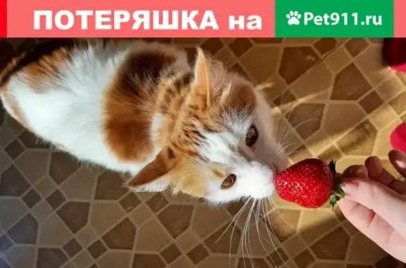 Пропал кот с улицы Кирова, 3
