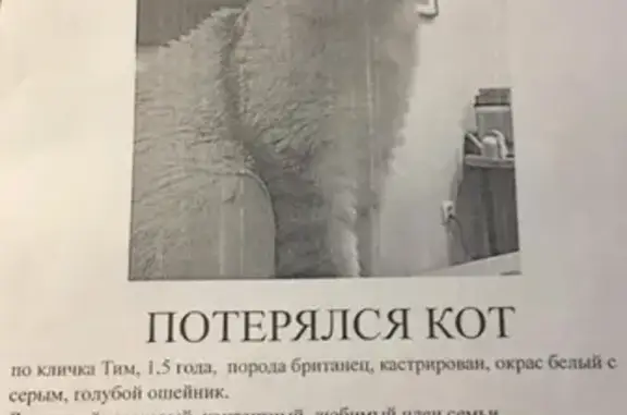 Пропала кошка в Казани, пос. Царицыно, ул. Кристальная 13