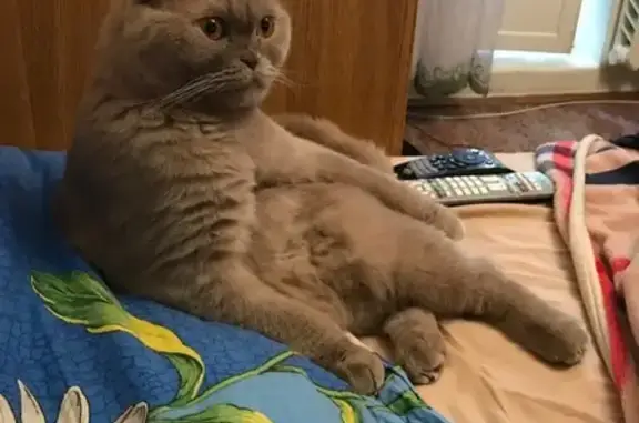 Кошки потеряшки, Москва, фото: Потеряшка кошка на Нагатинской набережной 8-977-570-72-60