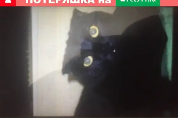 Пропала кошка на ул. Пролетарская, Саратов