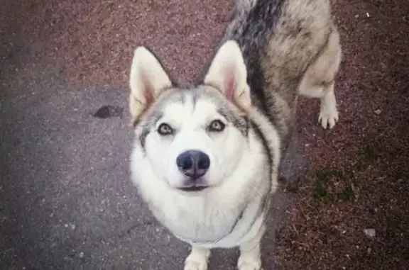 Пропала собака Хаски в Ломоносовском районе, СПб