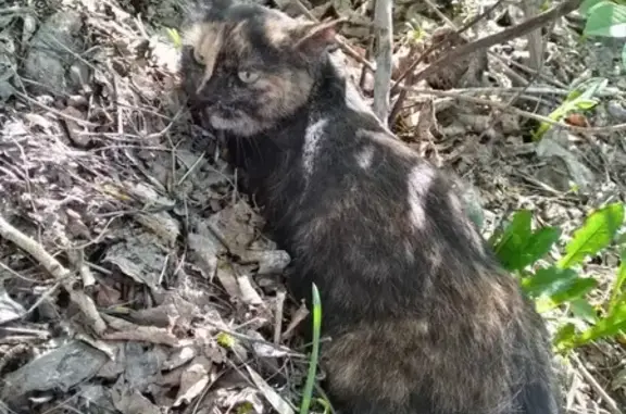 Найдена кошка в Дзержинском районе