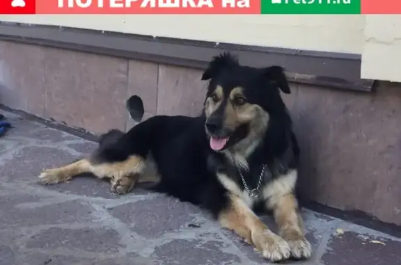 Найдена собака ЗАРА в Самаре, ищем хозяина!