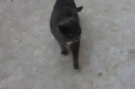 Кошки потеряшки, Каменниковское, фото: Потеряшка кошка в деревне Юркино, Рыбинский район