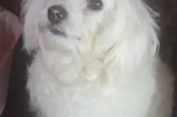 Пропала белая собака в Новой Ладоге - помогите!