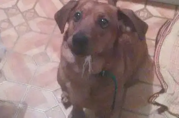 Пропала собака Чарлик в Кировске